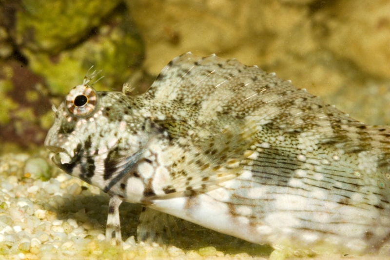 Istogobius decoratus (decorated goby), Aquarium.jpg - Istogobius decoratus (decorated goby)